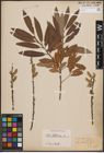 Foto von Salix cinerea L. x Salix viminalis L.